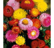 Безсмертник - Helichrysum