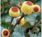 Акмела (Спілантес) - Acmella (Spilanthes)