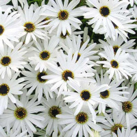 Брахікома іберійколіста White Splendour, 0,5 г, Hem Zaden
