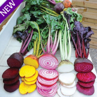 Свекла - Beetroot 