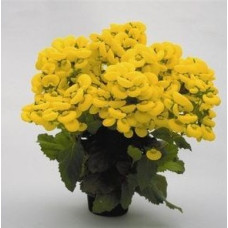 Кальцеолярия гибр Golden Bunch