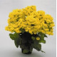 Кальцеолярия гибр Golden Bunch