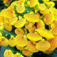 Кальцеолярія Dainty: Yellow with Spot, 250 шт, Sakata