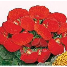 Кальцеолярія гібрид Dainty: Red, 5 шт, Sakata