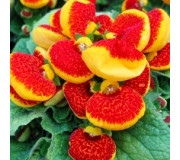 Кальцеолярія гібридна - Calceolaria hybrida