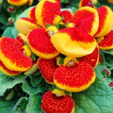 Кальцеолярія гібрид Dainty: Red & Yellow, 5 шт, Sakata