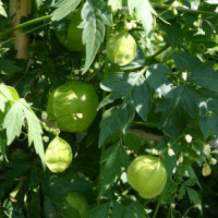 Кардиоспермум Green Laterns