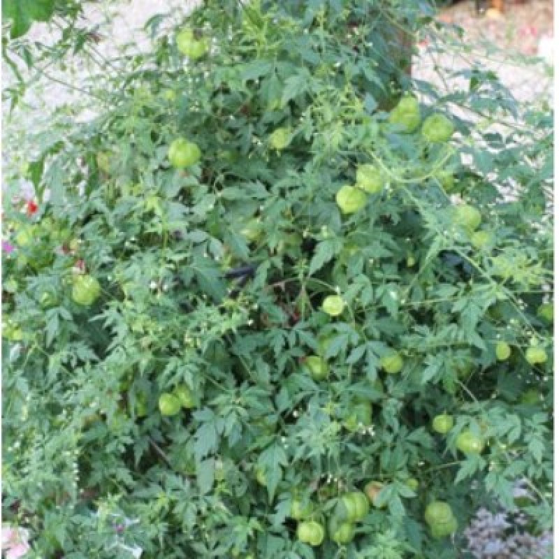 Кардиоспермум Green Laterns
