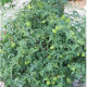 Кардиоспермум Green Laterns