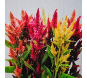 Целозія колоскова - Celosia spicata