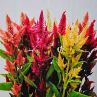 Целозія колоскова CELWAY MIX, 25 шт, Kieft Seed