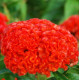 Целозія гребінчаста Chief: Persimmon, 100 шт, Sakata