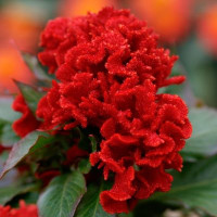 Целозія гребінчаста Chief: Red, 500 шт, Sakata