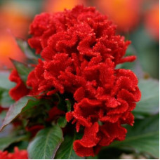 Целозія гребінчаста Chief: Red, 100 шт, Sakata