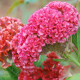 Целозія гребінчаста Chief: Rose, 500 шт, Sakata