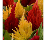 Целозія  - Celosia
