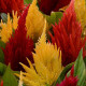 Целозія периста FIRST FLAME Mix, 100 шт, PanAmerican