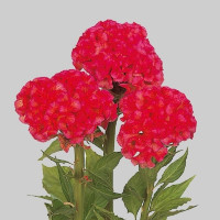 Целозия гребенчатая Glow: Rose