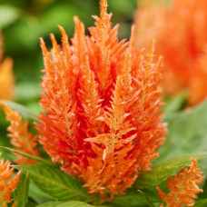 Целозія периста Arrabona Orange, 50 шт, HemGenetics