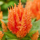 Целозія периста Arrabona Orange, 250 шт, HemGenetics