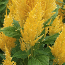Целозія периста Arrabona Yellow, 1000 шт, HemGenetics