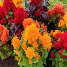 Целозія периста Arrabona Full Mixture, 50 шт, HemGenetics