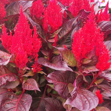 Целозія периста Arrabona Bronze Leafed Red, 1000 шт, HemGenetics