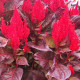 Целозія периста Arrabona Bronze Leafed Red, 250 шт, HemGenetics