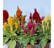 Целозія периста - Celosia plumosa