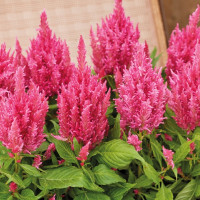 Целозія периста Arrabona Pink, 250 шт, HemGenetics