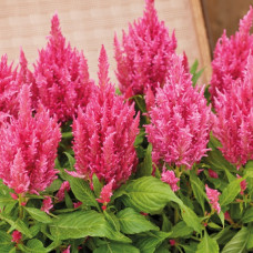 Целозія периста Arrabona Pink, 50 шт, HemGenetics