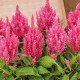 Целозія периста Arrabona Pink, 250 шт, HemGenetics