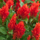 Целозія периста Arrabona Green leaf red, 250 шт, Hem Genetics