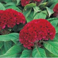 Целозія гребінчаста Armor Red, 250 шт, Takii seed