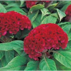 Целозія гребінчаста Armor Red, 50 шт, Takii seedor Red