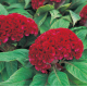 Целозія гребінчаста Armor Red, 50 шт, Takii seedor Red
