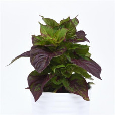 Целозия гребенчатая декор. Sol F1 Gekko Green