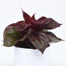 Целозія гребінчаста декор. Sol F1 Lizzard Leaf, 1000 шт, PanAmerican