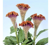 Целозія гребінчаста - Celosia cristata