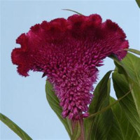 Целозия гребенчатая BOMBAY CHERRY