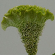Целозия гребенчатая BOMBAY  Green
