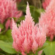 Целозія периста ICECREAM PINK, 1000 шт, PanAmerican