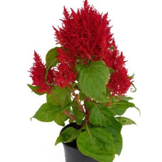 Целозія периста Flamma Red, 1000 шт, Sakata