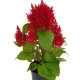 Целозія периста Flamma Red, 50 шт, Sakata