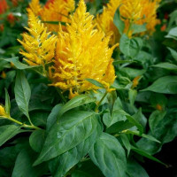 Целозія периста Flamma Golden, 250 шт, Sakata