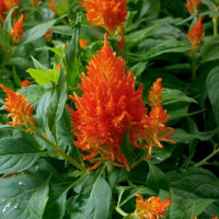 Целозія периста Flamma Orange, 1000 шт, Sakata