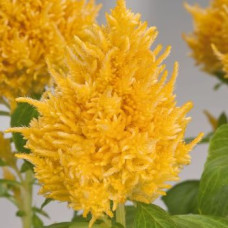 Целозія периста Glorious: Yellow, 1000 шт, Benary