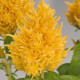 Целозія периста Glorious: Yellow, 250 шт, Benary