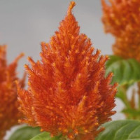 Целозия перистая Glorious: Orange