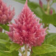 Целозия перистая Glorious: Pink